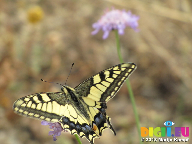 SX27263 Swallowtail (Papilio machaon) butterfly